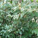 Prunus laurocerasus 'Schipkaensis' 2